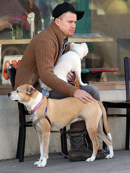 channing tatum and dogs