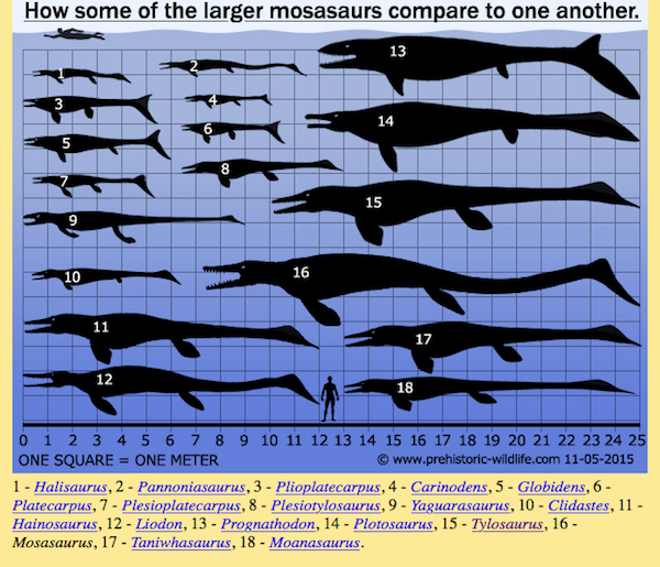 Museum of Natural Mystery – Exhibit 2: The Trouble With Mosasaurs ...