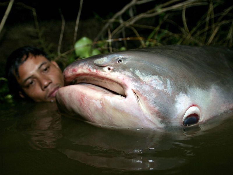 man eating catfish river monsters
