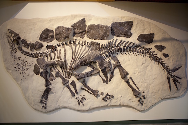 Marsh and Cope were the first paleontologists to find fossils from the then...