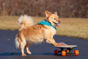 Skateboarding Dogs: Waffles the Skateboarding Dog