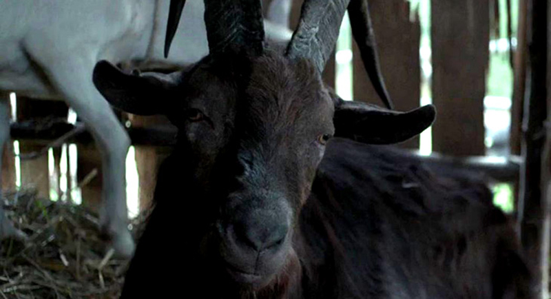 Pet Owner Fallacies goat