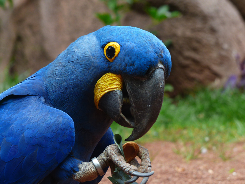 Pet Owner Fallacies parrot