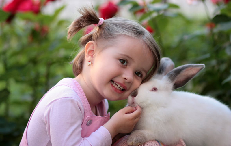 Pet Owner Fallacies bunny