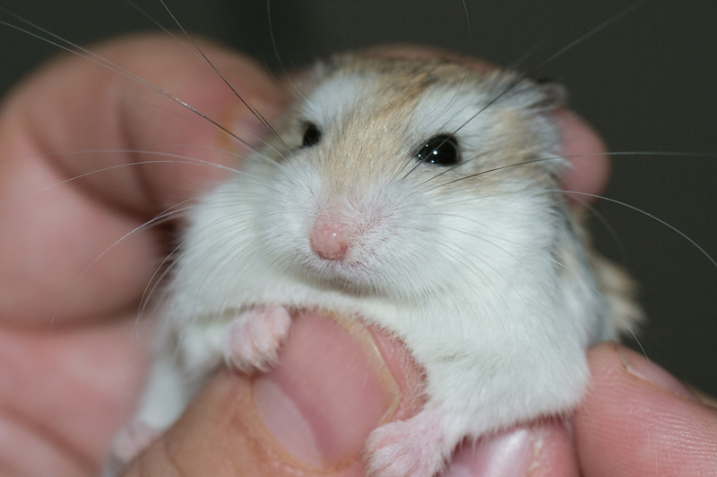 Pet Owner Fallacies hamster