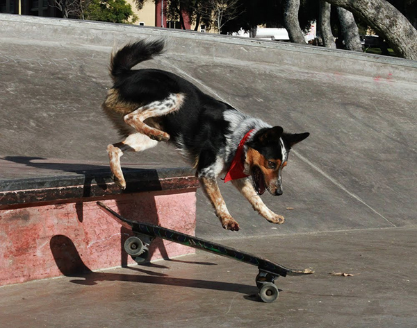 Skateboarding Dogs – POMEgranate Magazine