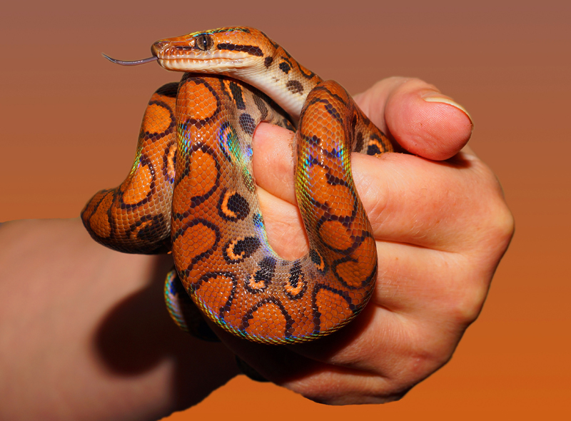 Pet Owner Fallacies snake