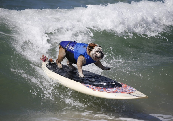 Skateboarding Dogs: Tillman (RIP)