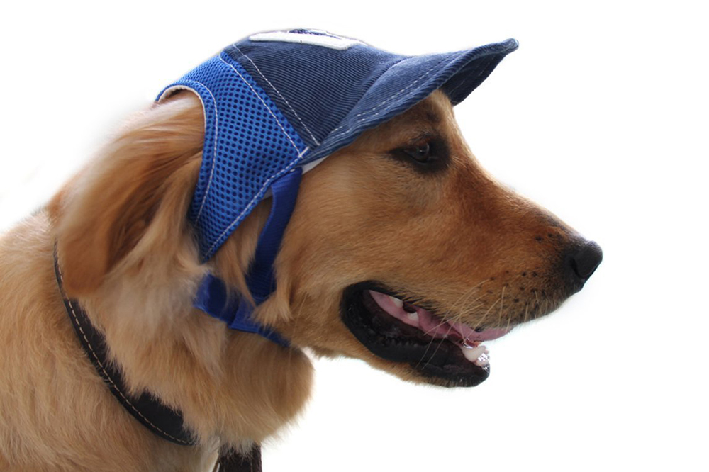 Dog Swimsuits - dog wearing a lil baseball cap and keepin the sun out of his cute little eyes