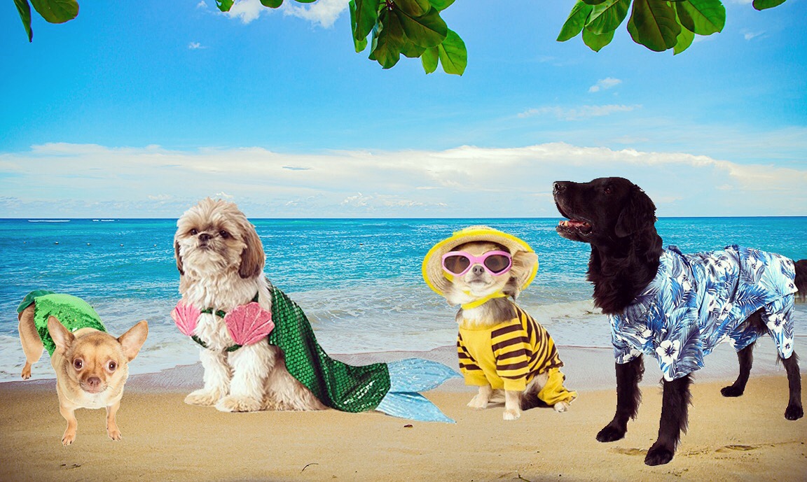 dog swimsuits featured image: four Very Instagram beach doggos in full beach doggo costume