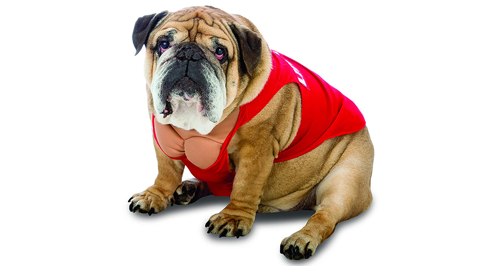 Dog Swimsuits - Lifeguard Dog (aka a very sad bulldog in a lifeguard costume with FAKE COSTUME BOOBS)