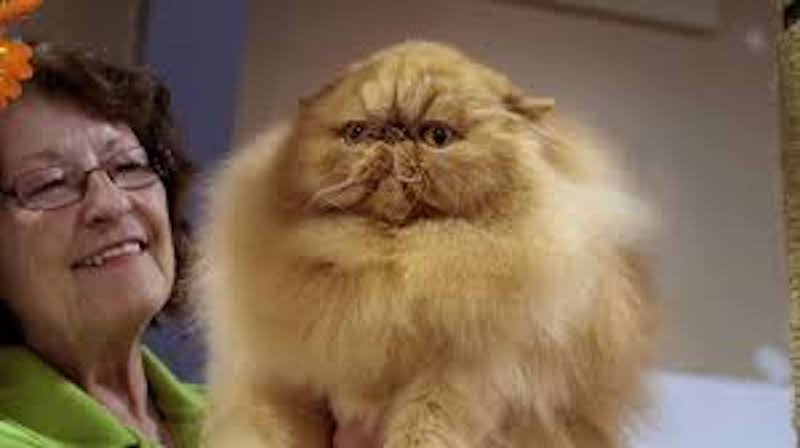 Five Movies to Watch When the World's Got You Down - Catwalk: Tales from the Cat Show Circuit