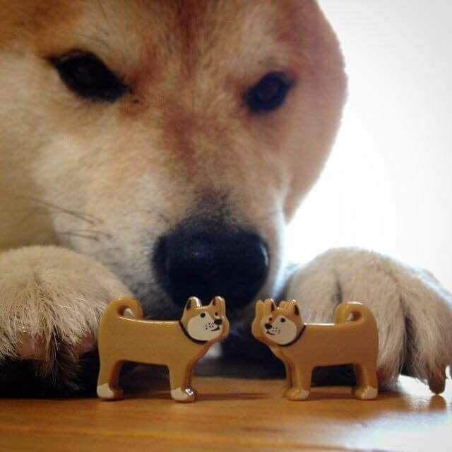 A picture of a shiba, with two little shiba hairclips.