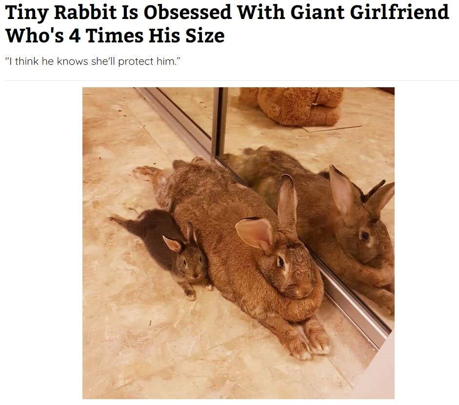 Screenshot of an article where the title is "Tiny Rabbit Is Obsessed With Giant Girlfriend W?ho's 4 Times His Size".